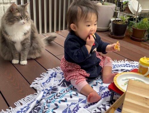 外で食べるパンケーキに興奮する赤ちゃんとそれを眺める猫　ノルウェージャンフォレストキャット　Cat looking at baby eating breakfast outside