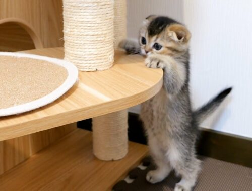 Please take a look at the brave kitten who wants to climb the cat tower!