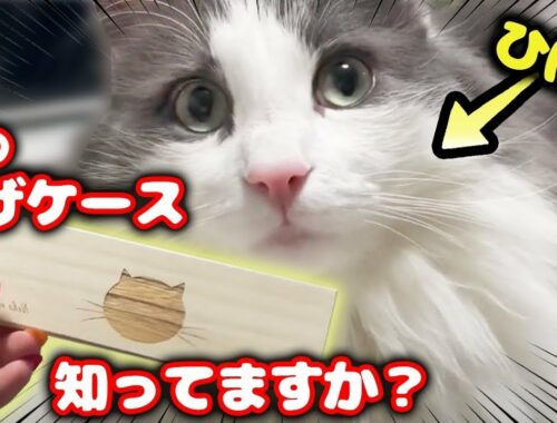 猫のひげケース買ってみた！【ノルウェージャンフォレストキャット】