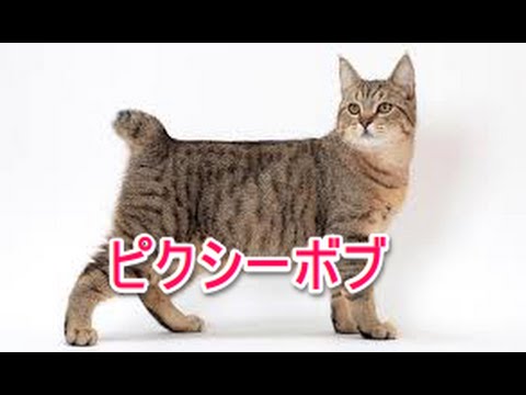 【猫図鑑】ピクシーボブ