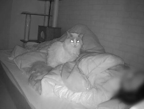 飼い主が寝ている間にラグドール猫は何をしてる…？ペットカメラで盗撮してみたら結果がかわいすぎた。