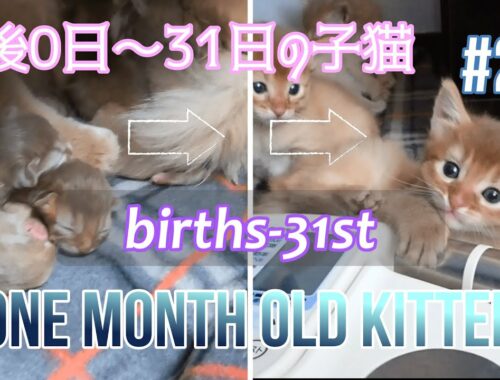 #26 生後0日～31日ソマリの子猫達One month old Kittens births-31st(Somali Cat)