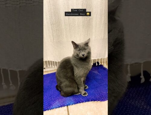 Tom Cat Russian Blue Manx kitty with no tail… handsome boy #cat #catshorts #meow #russianblue