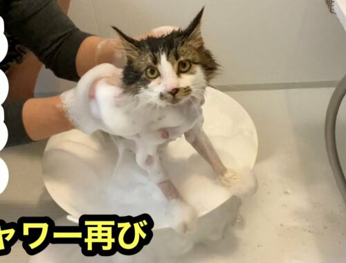 新生活を始める為に子猫にお風呂シャワーしてもらいました