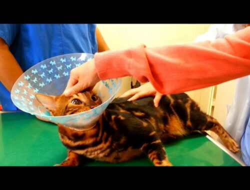 ベンガル猫ピーターの動物病院で大騒ぎ