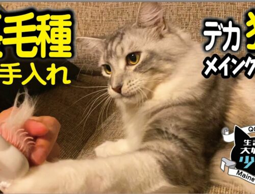 【メインクーン】長毛種の大型猫のお手入れは大変？