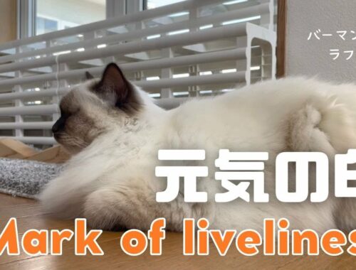 バーマン猫ラフ【元気の印】Mark of liveliness（バーマン猫）Birman/Cat
