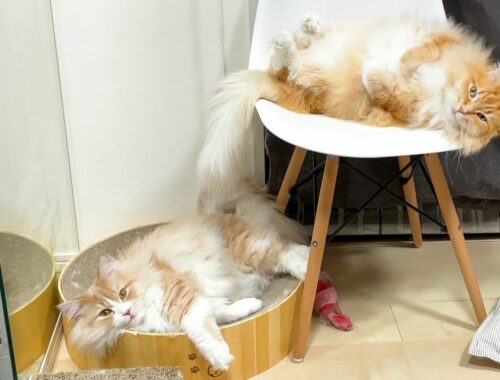 サイベリアン猫は寝姿が独特？ダラりとした寝方が可愛すぎます