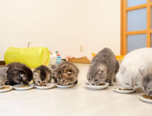 The appearance of the kitten family eating together is too happy...