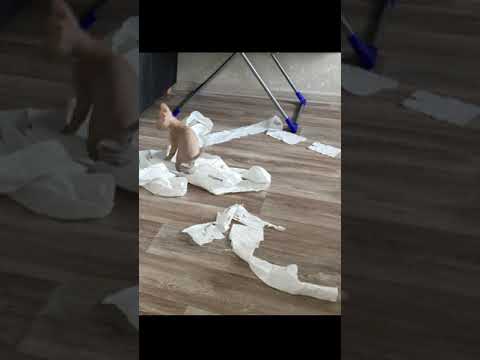 A kitten Cornish Rex tears up a roll of toilet paper