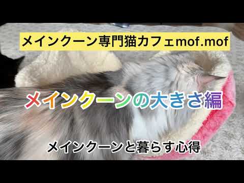 『メインクーンと暮らす心得』メインクーンの大きさ編　メインクーン専門猫カフェmof.mof