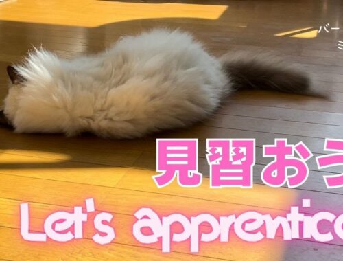 バーマン猫ミカ【見習おう】Let's apprentice（バーマン猫）Birman/Cat