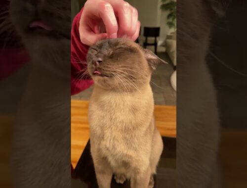 My Cat's Reaction to Scritches ❤️ Cute Cat Blep | Simon 猫 #shorts