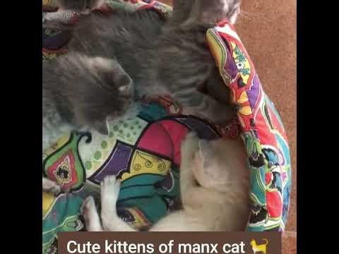 Cute kittens of manx cat 🐈 | Manx cat cute kittens 😸 😍