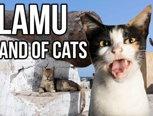 This African island is full of cats!
