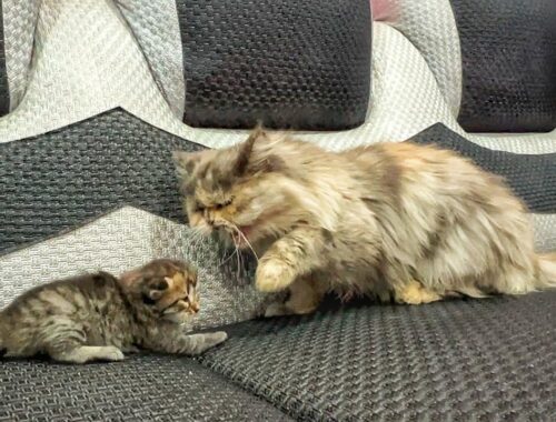 First Meeting of Angry Mama Cat with Abandoned Kitten! Will She Adopt Him?