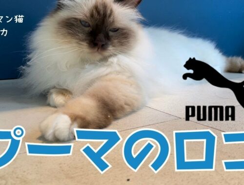 ホンマはピューマやけどニャ【プーマのロゴ】PUMA（バーマン猫）Birman/Cat
