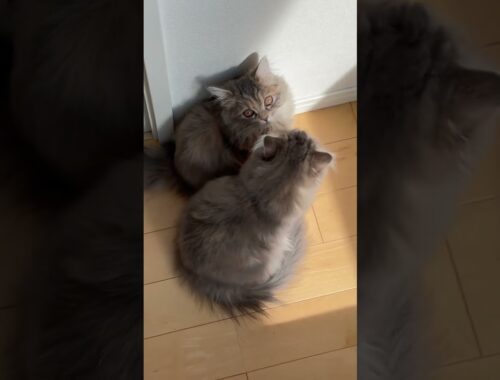 日向ぼっこ中するソックリなラガマフィン姉妹 #ラガマフィン #猫のいる暮らし #子猫動画