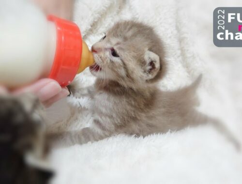 ミルクを飲みにワラワラやって来る仔猫【保護子猫】
