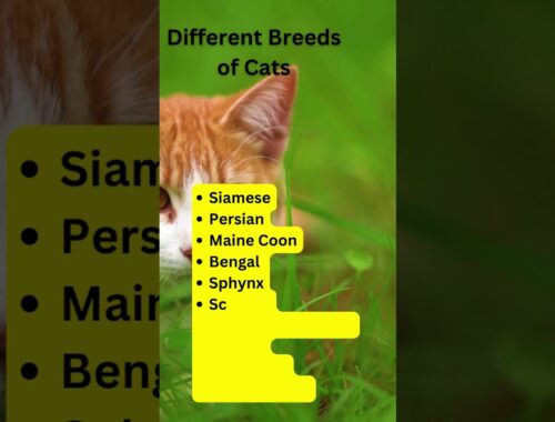 Different Breeds of Cats.... #viral #shorts #tiktok #dogs