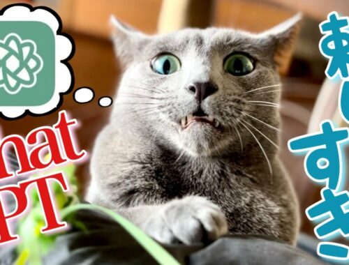 ロシアンブルー | 猫と遊ぶ最適な頻度,時間をChatGPTで調べてみました [Russian Blue cat Kotetsu] Investigation on ChatGPT about cat