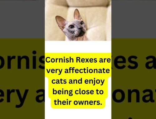 Cornish Rex Is The Best Breed Hands Down #shorts
