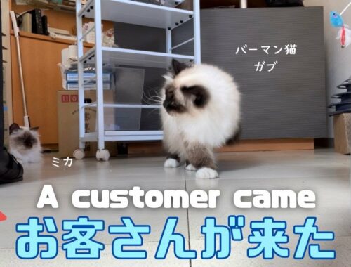 バーマン猫ガブとミカ【お客さんが来た】A customer came（バーマン猫）Birman/Cat