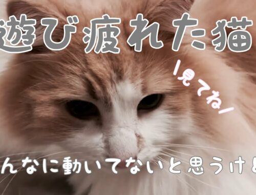 猫たちの遊び集2【アメリカンカール 】【ノルウェージャン】【猫】