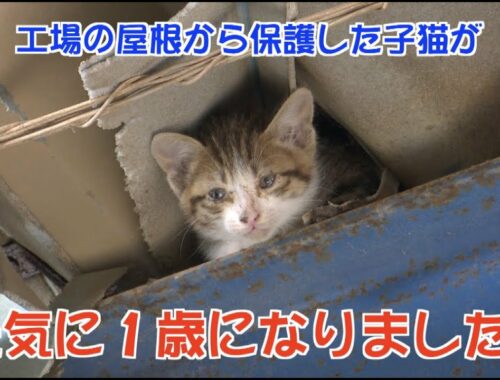 【保護猫】工場の屋根から保護した子猫が元気に１歳になりました！