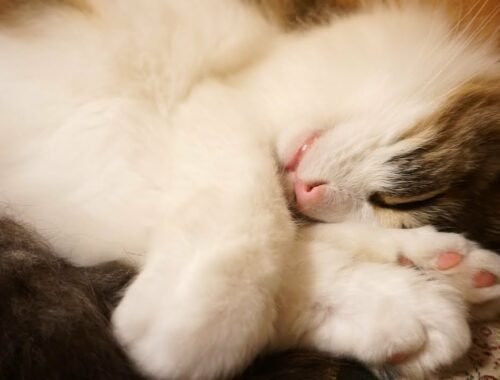【愛猫メモリアル】幸せに眠るメインクーン・マロ