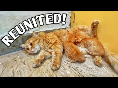 Rescue poor abandoned mother cat and her 2 newborn kittens!