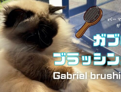 バーマン猫ガブ【ガブのブラッシング】Gabriel brushing （バーマン猫）Birman/Cat