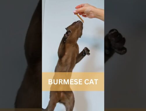 The Enchanting Burmese Cat - The Jewel of Feline World!