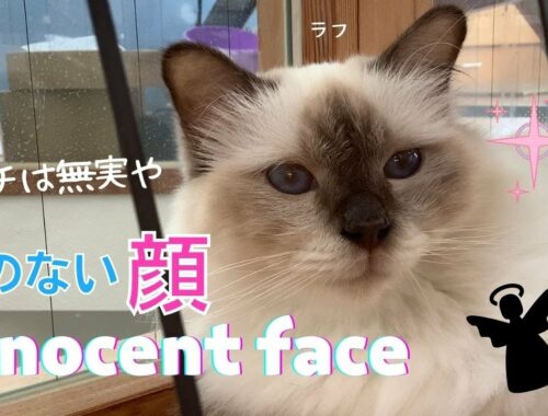 バーマン猫ラフ【罪のない顔】Innocent face（バーマン猫）Birman /Cat
