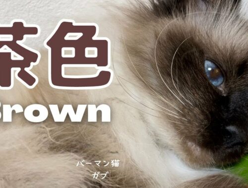 お茶の色かニャ？【茶色】Brown（バーマン猫）Birman/Cat