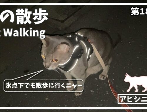 [187話] (アビシニアン) 毎日の猫散歩 Cat walking