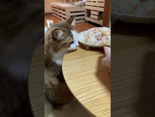 お父さんのご飯をペロペロする猫