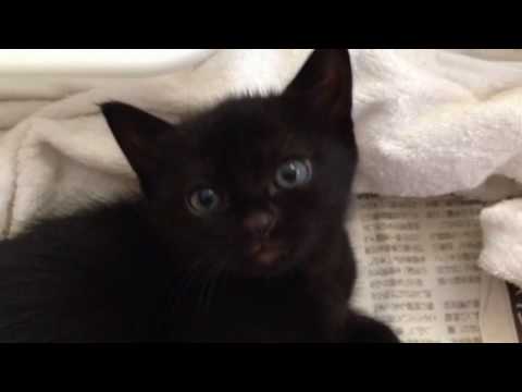 黒猫 ボンベイ赤ちゃん。声が可愛すぎる^_^♡ Black bombay cat（黒のボンベイ猫）