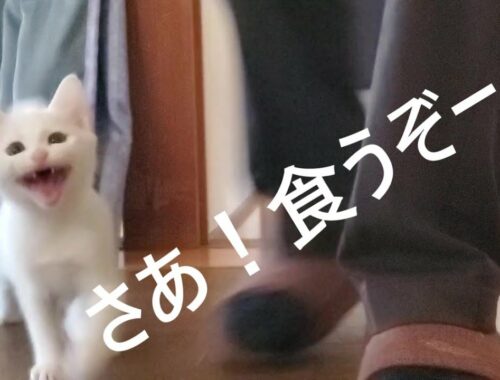 ご飯にすべてをかける子猫【2022.11.05(3)】