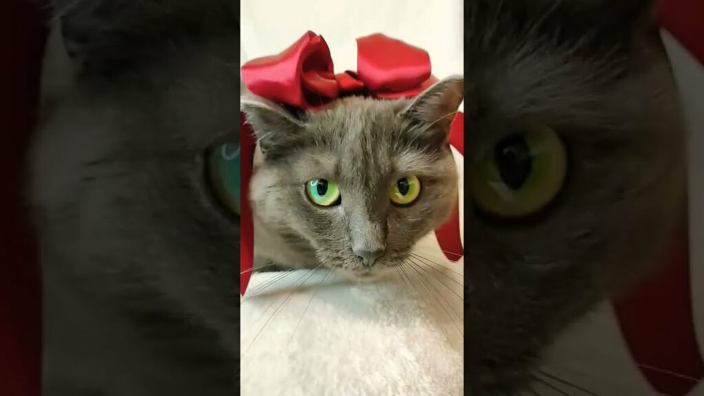 KORAT CAT/OUTFIT