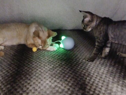 兄が遊んでるおもちゃが面白そうに見えるデボン子猫です(The Devon Rex kitten wants to play with the toy that his brother likes)
