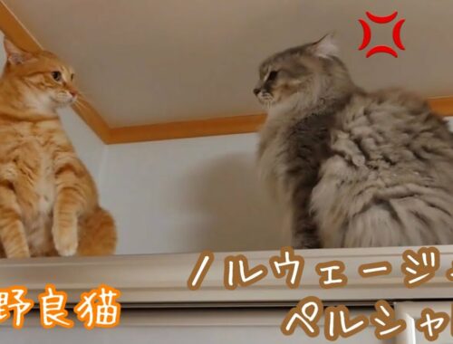 【猫の喧嘩】ノルウェージャン・ペルシャMIXと元野良猫のガチバトル！！