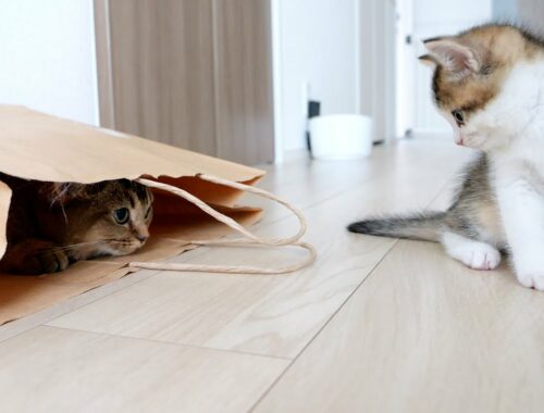 Kitten Kiki who like the paper bag became like this...