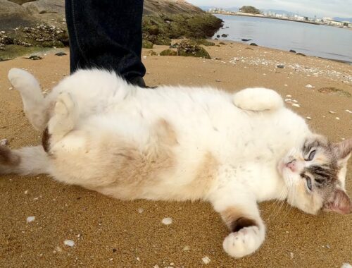 岩の隙間から出てきたシャムミックス猫が砂浜でゴロンゴロンと寝転がる
