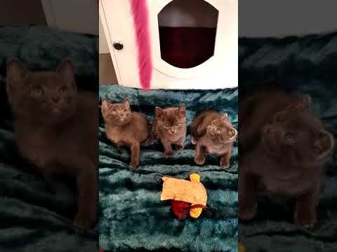 Portée  de chatons Korat
