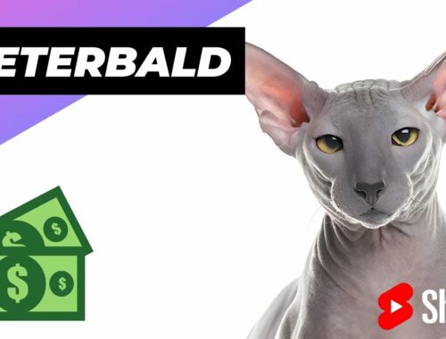 Peterbald Cat 🐶 One Of The Most Expensive Cat Breeds In The World #shorts