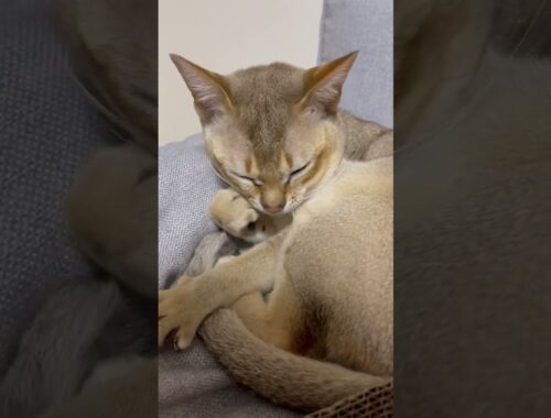 [猫動画🐈☀️]寝起きのシンガプーラが可愛すぎる件について