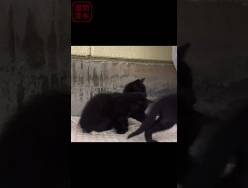 シッポで遊ぶ黒猫の子猫が可愛い。三匹 兄弟 #shorts Cute kittens playing. cats 保護猫