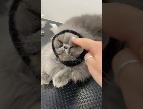 Fluffy Cat Wears Headband While Getting Groomed || ViralHog