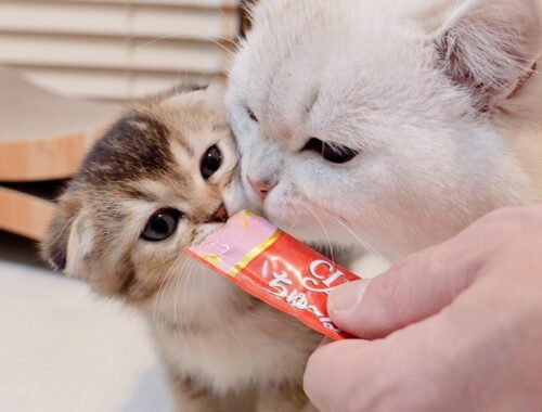 Here is a papa cat who licks all the kittens eating their favorite sweets.